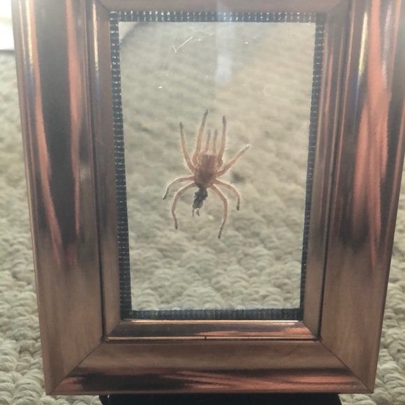 Framed tarantula skin - Picture 1 of 3